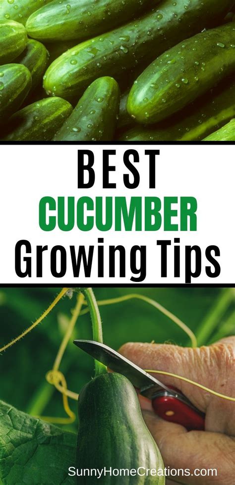 Awesome Tips For Growing Cucumbers Growing Cucumbers Cucumber