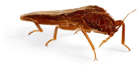 bed bug side view transparent png stickpng