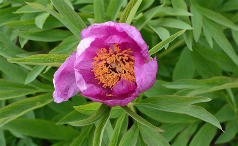 Paeonia Lactiflora Pfingstrose P Onie Familie Der Pfingstrosengew Chse