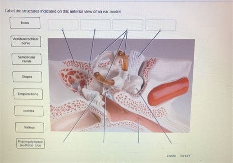 Solved Label The Structures Indicated On This Anterior View Chegg