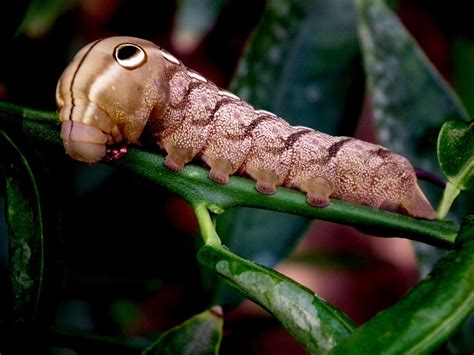Sphinx Moth Caterpillar