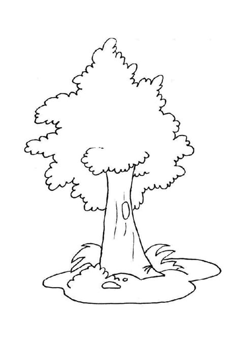 Березка раскраска - 72 фото