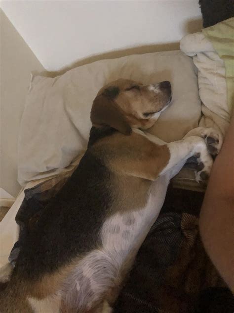 8315 best r/beagle images on Pholder | Bringing this stud muffin home