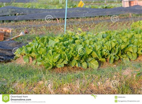 Lettuce Stock Photo Image Of Healthy Plant Leaf Vegetable 30935464