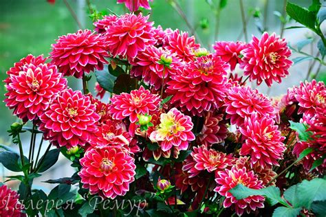 Декоративные георгины