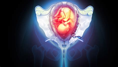 Sintomas De Resto De Feto No Utero - Anatomía Del Feto En El Útero Ilustración 3d Foto de stock y más banco ...