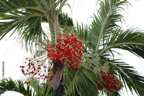 Red areca nut and green betel nut on the tree on white sky background ...