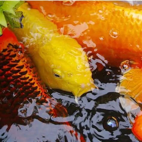 Koi Carp Pox Treatment And Prevention 5 Steps Pond Informer