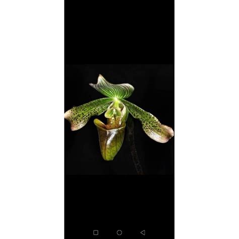 Paphiopedilum Javanicum Shopee Malaysia