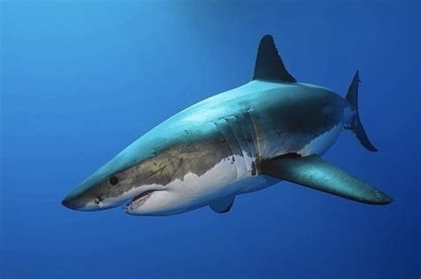 Great White Shark Roams Near Jersey Shore The Morning Call