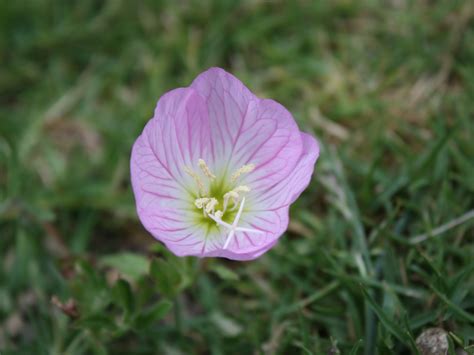Our Life In Photos By Ginisology Unknown Backyard Weedflower