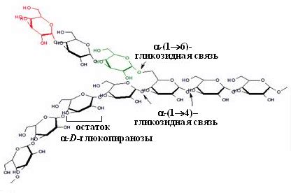 Гликоген: где содержится, каковы функции и структурная формула, как ...
