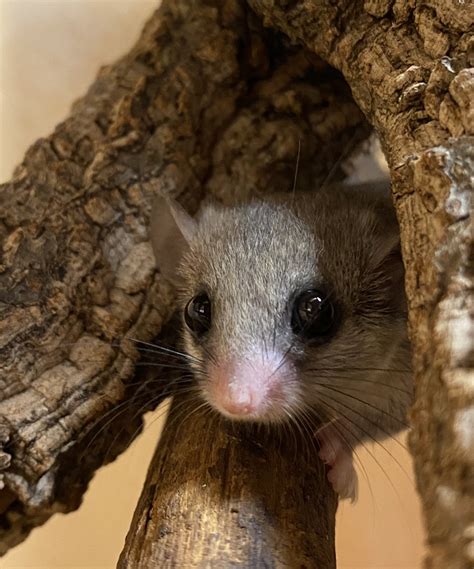 Rats Mice And Dormice As Pets Care Health Keeping Raising Training Food Costs Where To Buy Breeding And Much More All Included The Comple