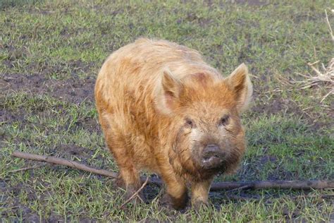 Mila Kunis Nude Controversies A Look At Media Manipulation