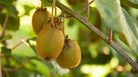 Planting and Pruning Kiwi - Organic Gardening Blog – Grow Organic