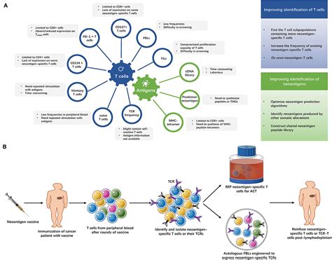 Frontiers The Ways Of Isolating Neoantigen Specific T Cells