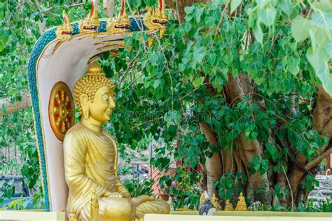 Buddha Image Under Bodhi Tree Stock Image Image Of Enlightenment