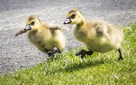 Baby Geese