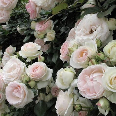 Роза пале рояль - фото и картинки: 66 штук