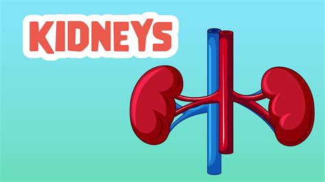 High Five Facts About Kidneys: Magnificent Facts