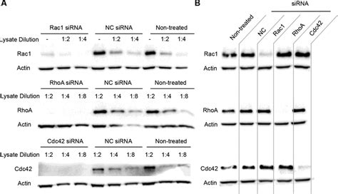 Rac1 Rhoa And Cdc42 Knockdown Efficiencies A And B Western Blot Download Scientific