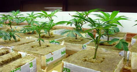 How To Grow Weed In A Hydroponic System Weedseedshop