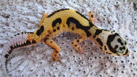 Gecko Leopardo Cuidados Alimentaci N Y Toda La Informaci N