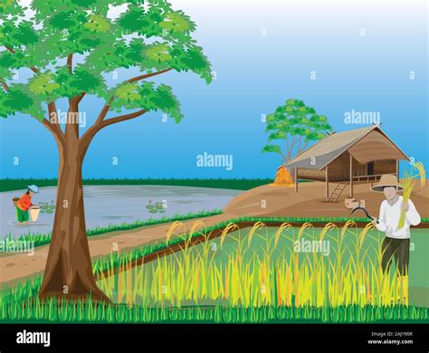 Farmer Harvest Rice In Paddy Field Vector Design Stock Vector Image