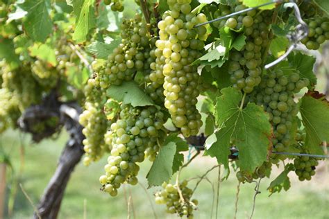 Viticulture | Midwest Grape and Wine Industry Institute