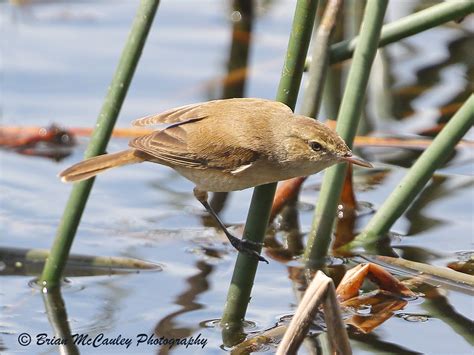 Australian Reed Warbler Acrocephalus Australis Habitat Flickr