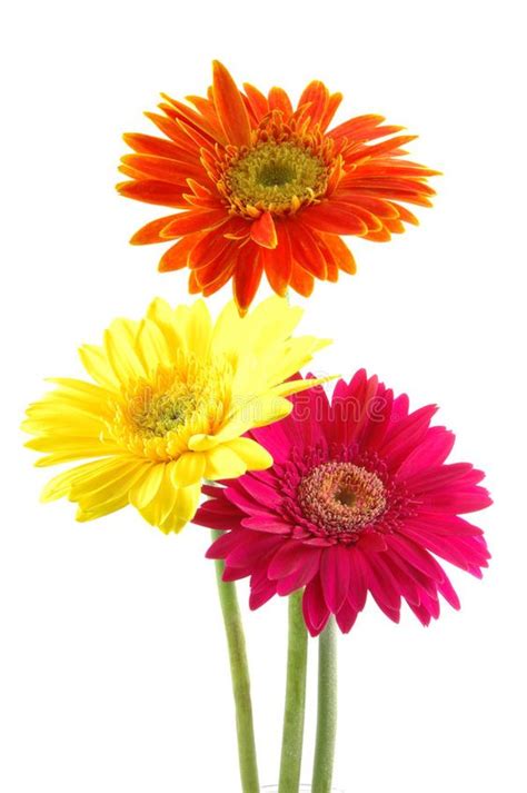 Paquete De Gerberas Bellas Flores Rd