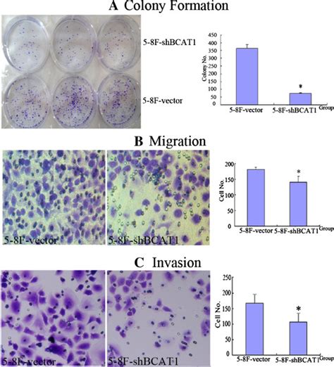 Detection Of The Colony Formation Ability Migration And Invasion