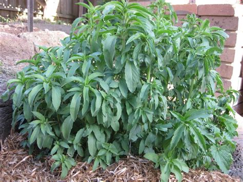 Bergamot Lemon Mint Seeds The Seed Collection