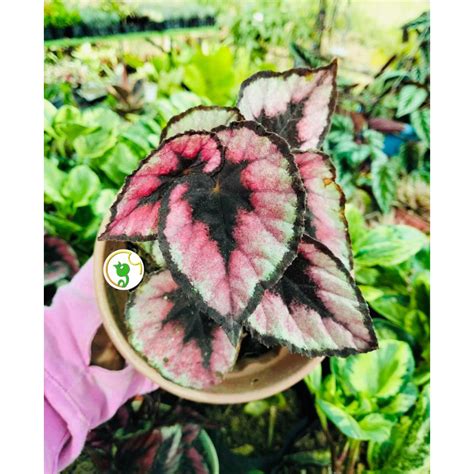 Begonia Red Kiss (ESTABLISHED) | Shopee Philippines