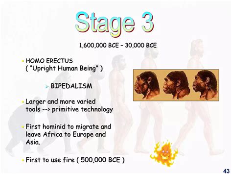 4.human evolution | PPT