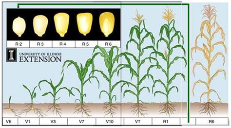 Maize Biology Icar Indian Institute Of Maize Research