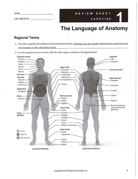 1 Key The Language Of Anatomy NAME LAB TIMEIDATE The Language Of