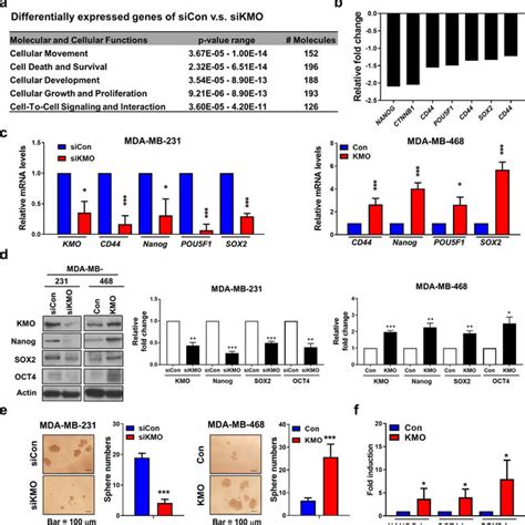 Kmo Promotes Stemness Property Of Tnbc Cells A The Differentially