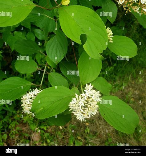 Silky Dogwood Cornus Amomum Stock Photo Alamy