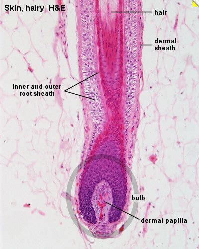 Blue Histology Integumentary System Integumentary System Hair