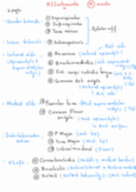 SOLUTION Humerus Bone And Attachments Flow Chart Anatomy Full Notes