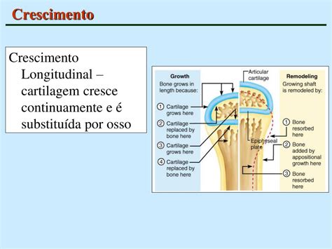 PPT Tecido Ósseo PowerPoint Presentation free download ID 4546395