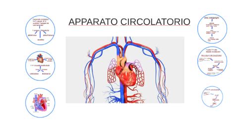 APPARATO CIRCOLA By Presentazioni Scuola On Prezi