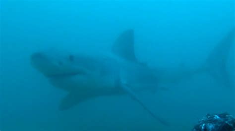 Battle-scarred great white shark caught on video after incredible 1,100