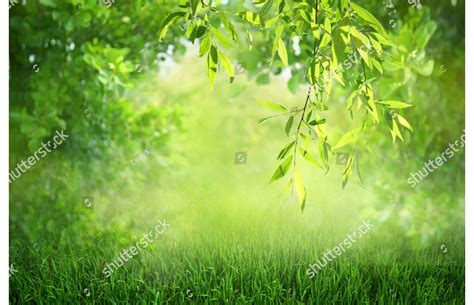 Купить фотообои Утренняя зелень арт. 102049 на стену: цены, фото ...