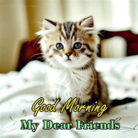 50 Good Morning Cat Greetings Cool Blessing