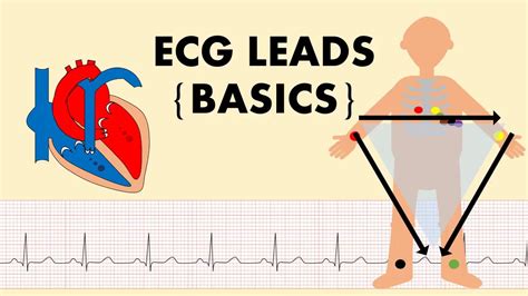 Ecg Explained Ecg Leads The Basics Of Ecg Part 1 Youtube