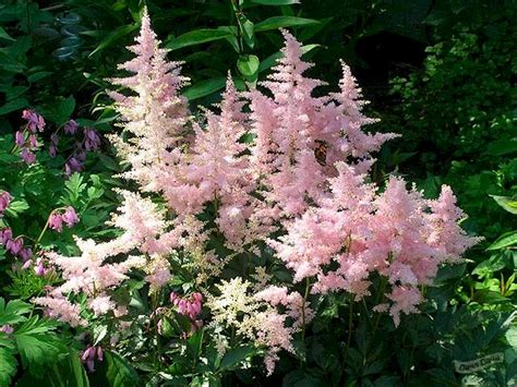 Астильба японская Пич Блоссом (Peach Blossom) (ASTILBE Peach Blossom ...