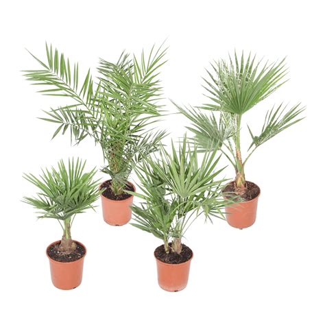 GROW by OBI Palmen verschiedene Sorten Topf Ø 20 cm Höhe 60 80 cm