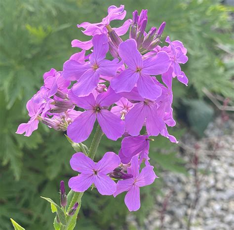 Hesperis matronalis Gewöhnliche Nachtviole Nordischer Garten Shop